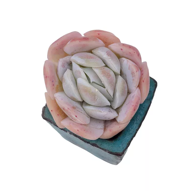 Echeveria Raspberry Ice, Possible Hybrid