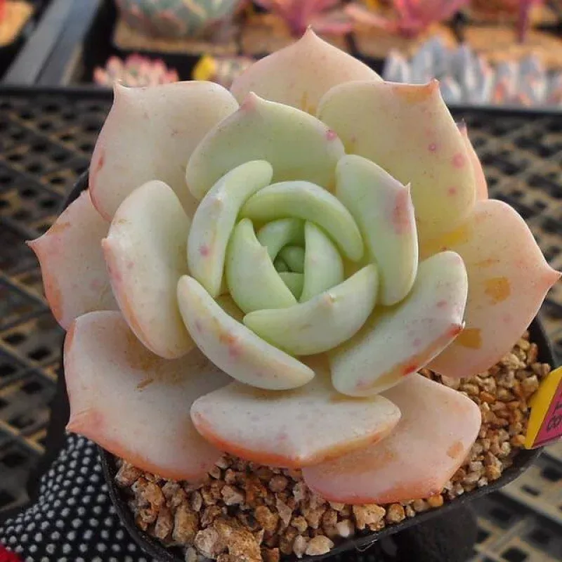Echeveria Red Moon, (Random)