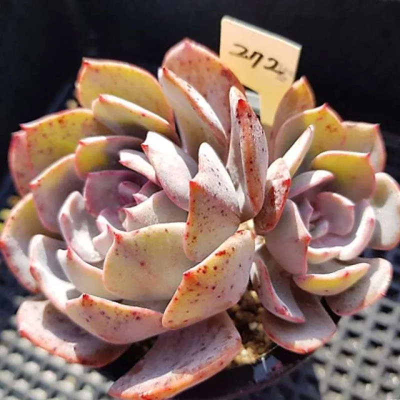 Echeveria Runyonii cv, (Random)
