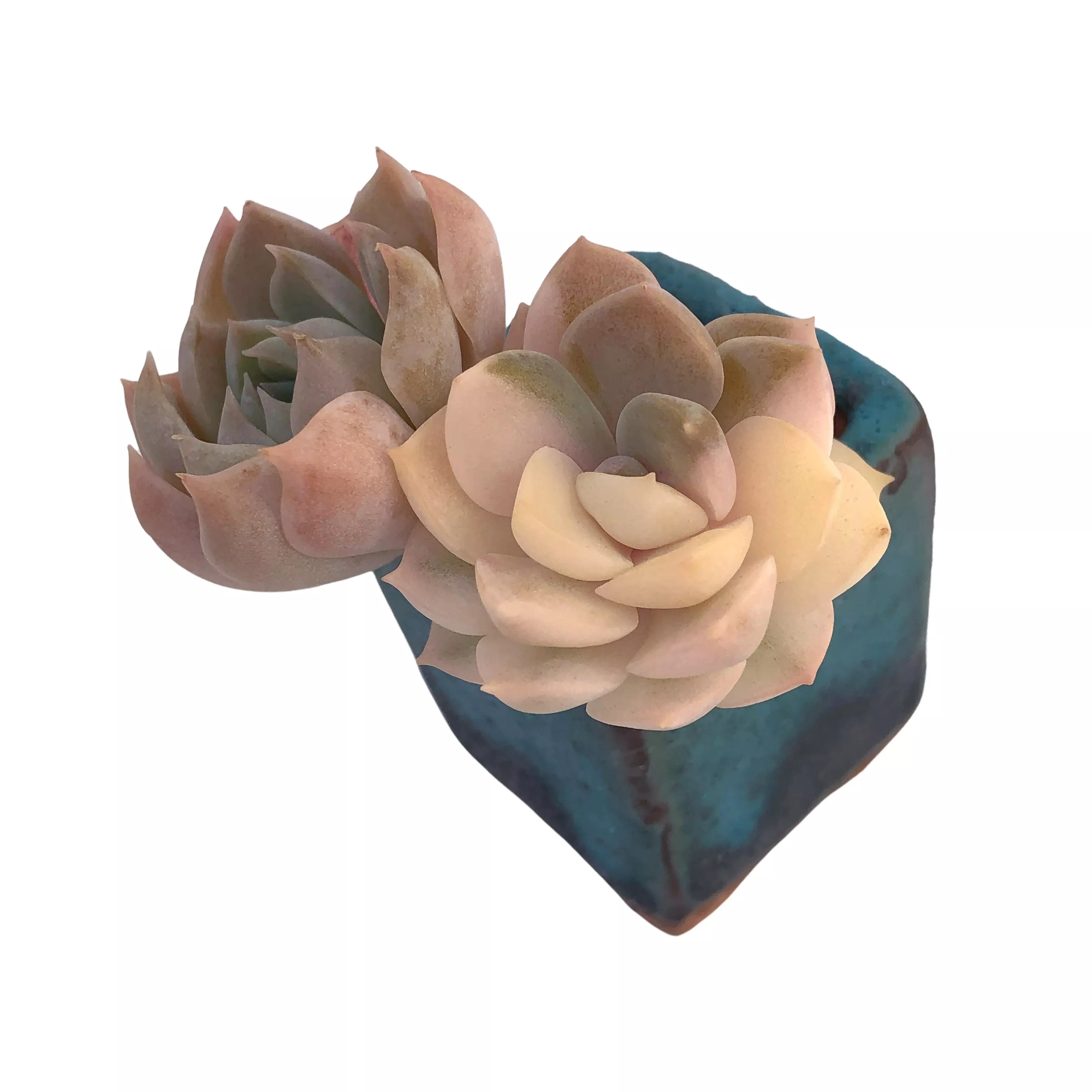 Echeveria Sp., Variegata