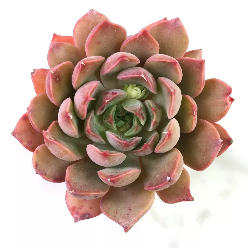 Echeveria 'Yaw Usei'