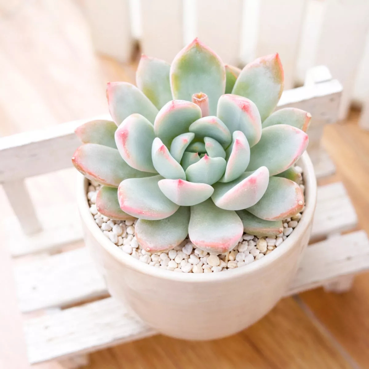 Echeveria 'Yummie'
