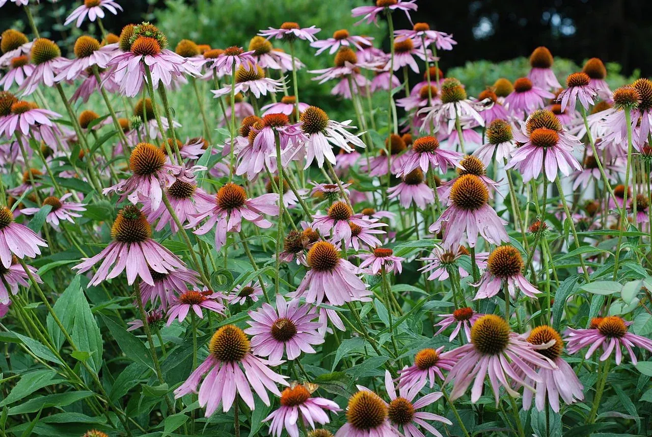 Echinacea purpurea | coneflower
