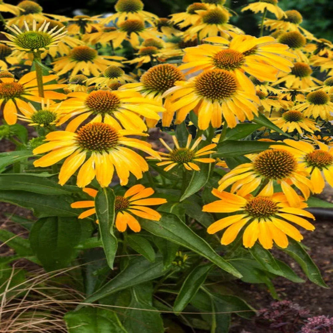 Echinacea purpurea ‘Pollynation Yellow’
