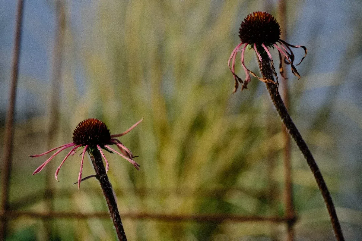 Echinacea simulata | Ozark coneflower