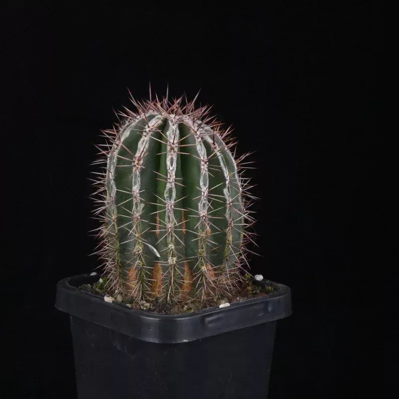 Echinopsis 'Haku-jo'