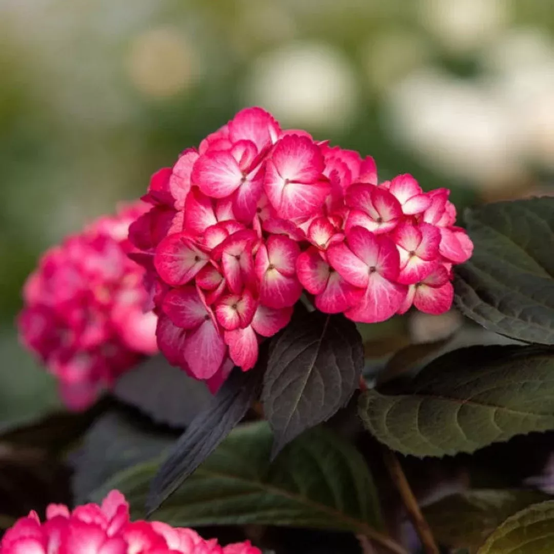 Eclipse Bigleaf Hydrangea – Dark Burgundy Foliage with Blue or Pink Blooms