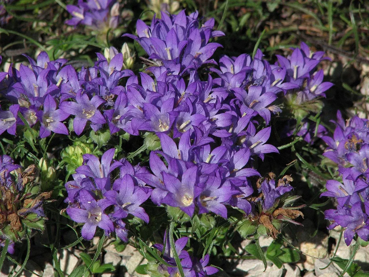 Edraianthus graminifolius | grassy bells