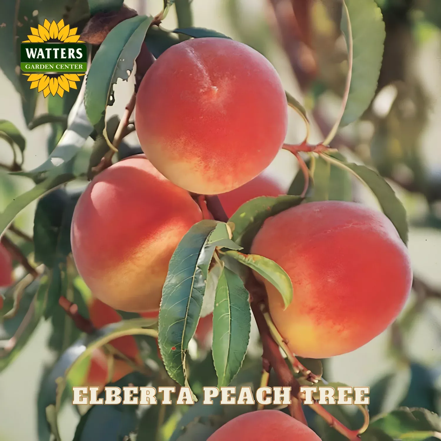 ELBERTA PEACH TREE 7gal