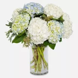 Ella Hydrangeas