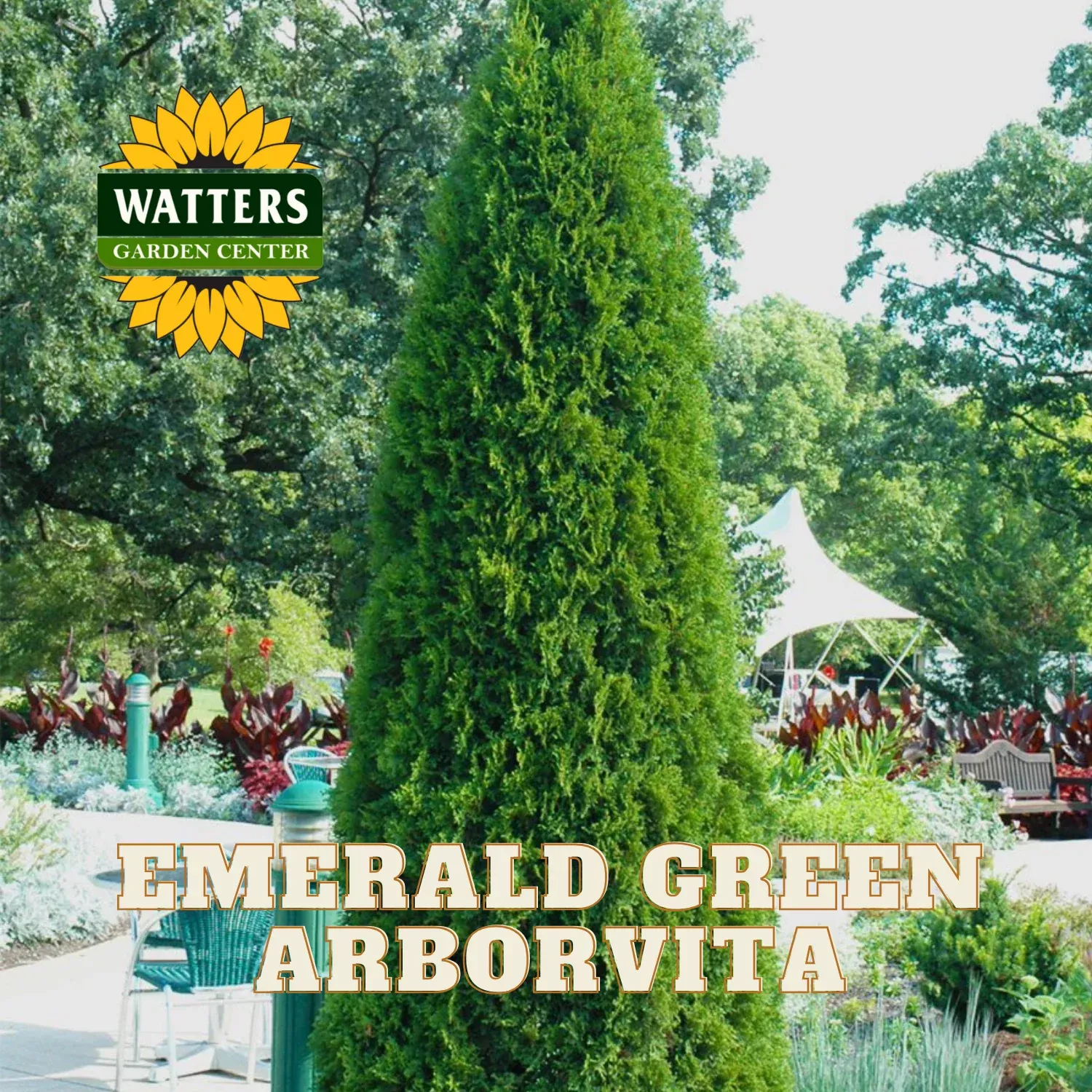 EMERALD GREEN ARBORVITAE 5gal.