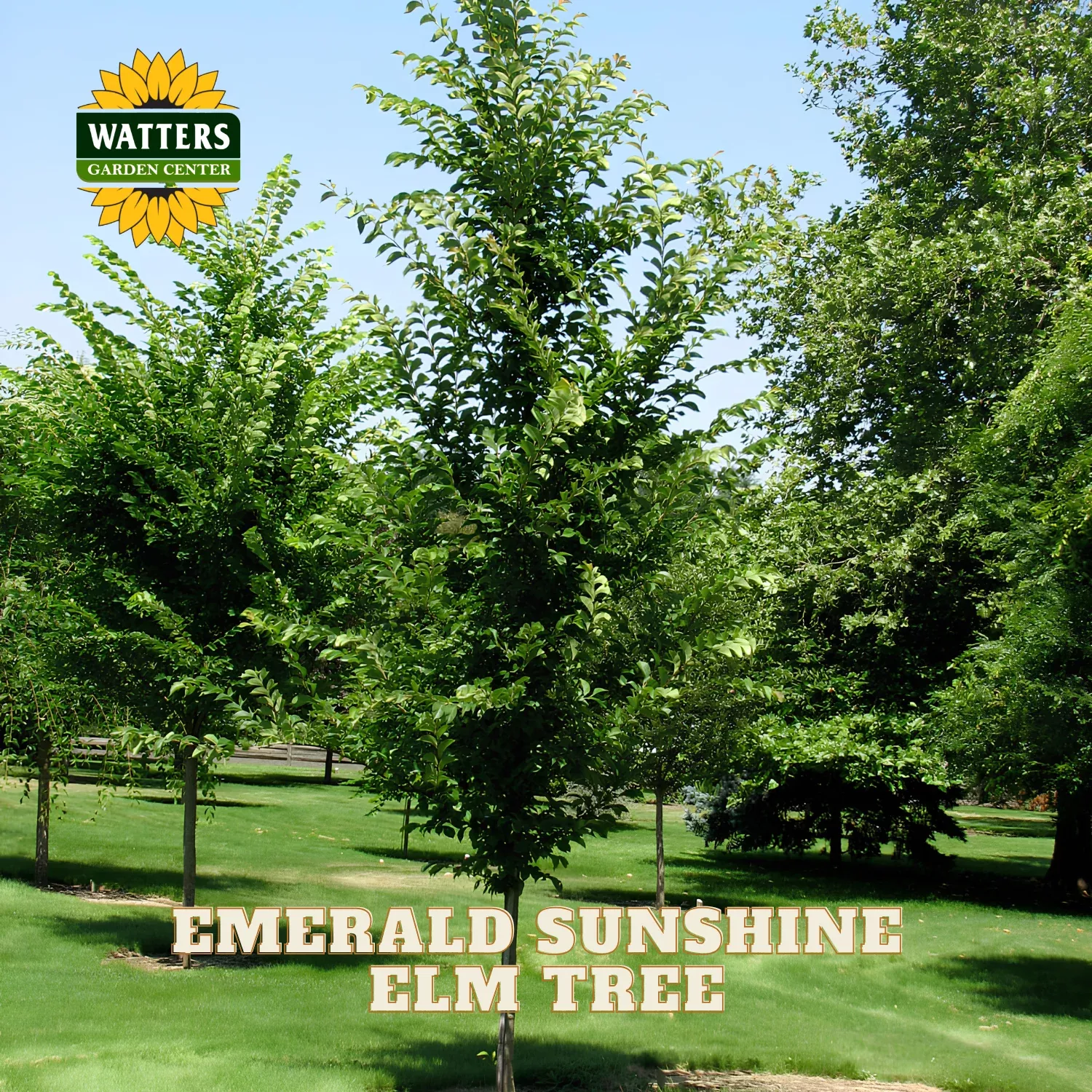 EMERALD SUNSHINE ELM TREE 10gal
