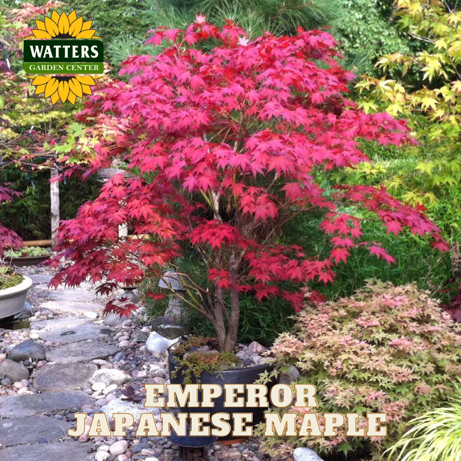 EMPEROR JAPANESE MAPLE TREE 15gal