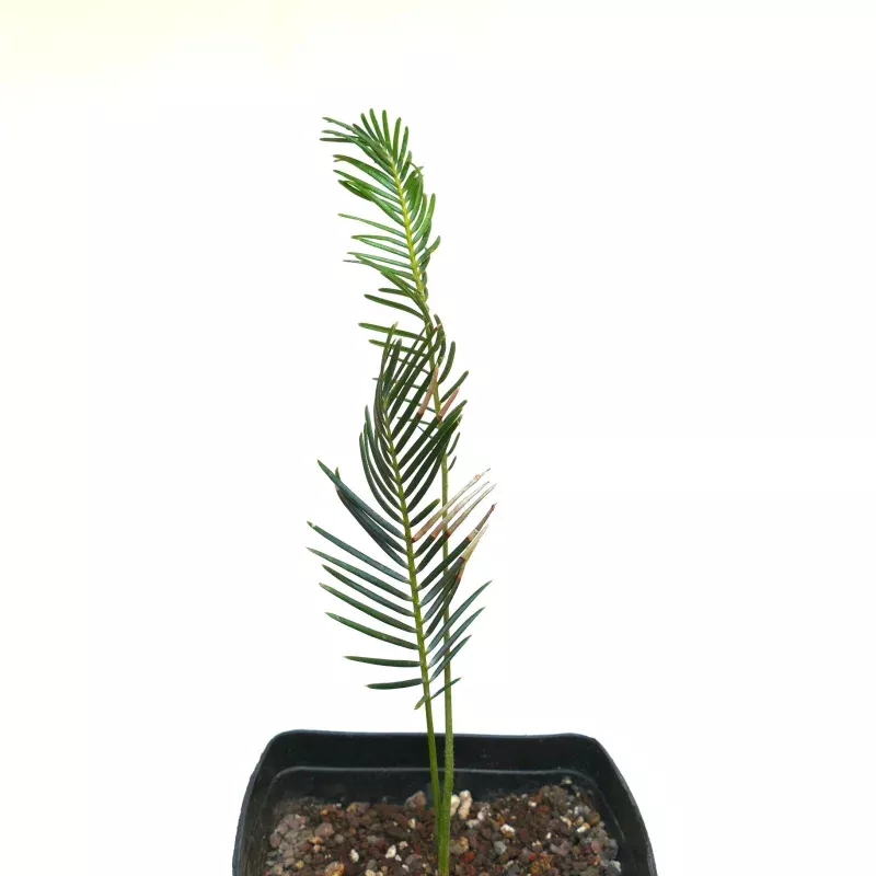 Encephalartos ghellinckii (Berg Mountain) 4N