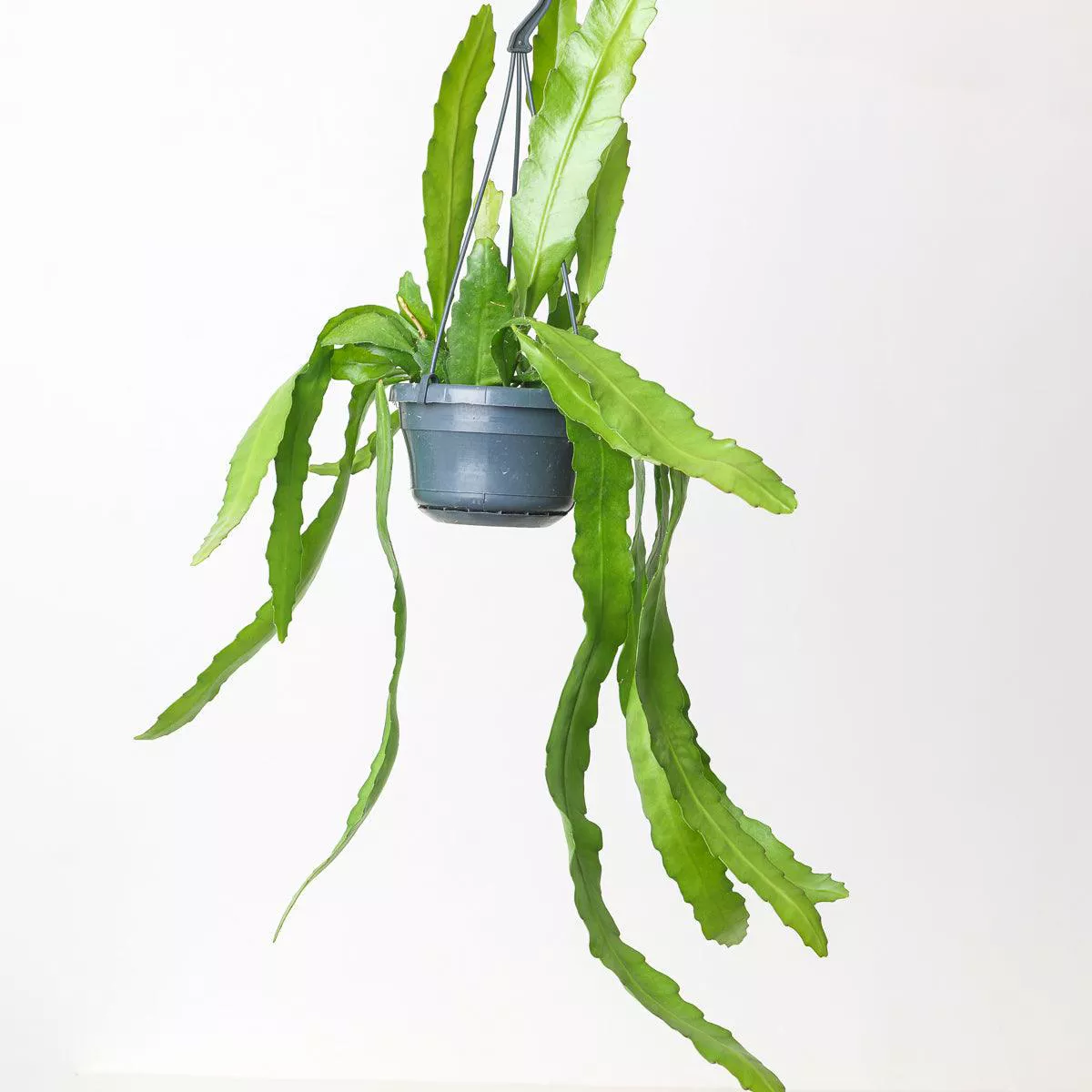 Ephiphyllum Fruhlings Gold 8211 14cm
