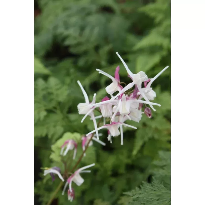 Epimedium grandiflorum Princess Susan