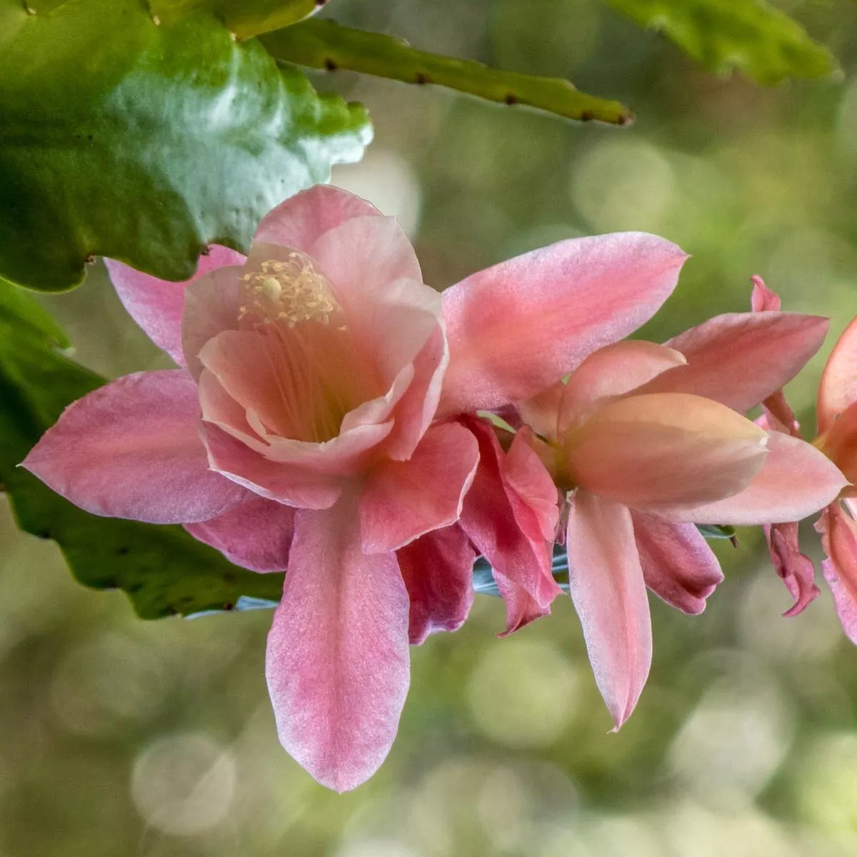 Epiphyllum oxypetalum cv COGNAC (pink flower)