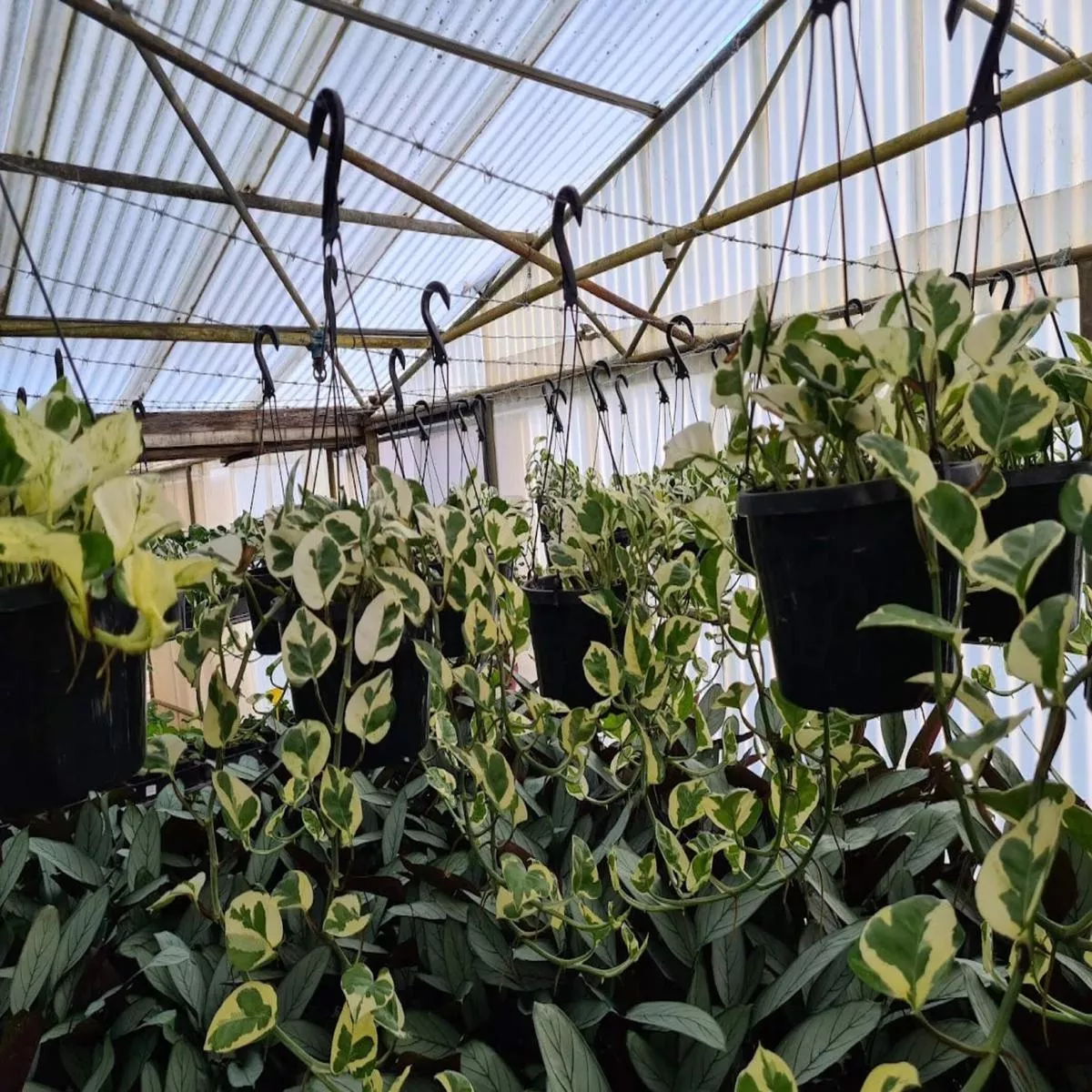 Epipremnum aureum ‘Pearls and Jade’ (Pothos)