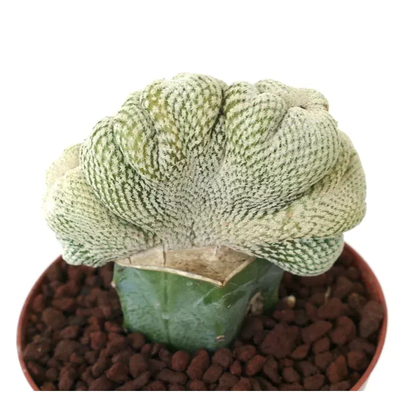 Epithelantha bokei CRESTED MONSTRUOSUS