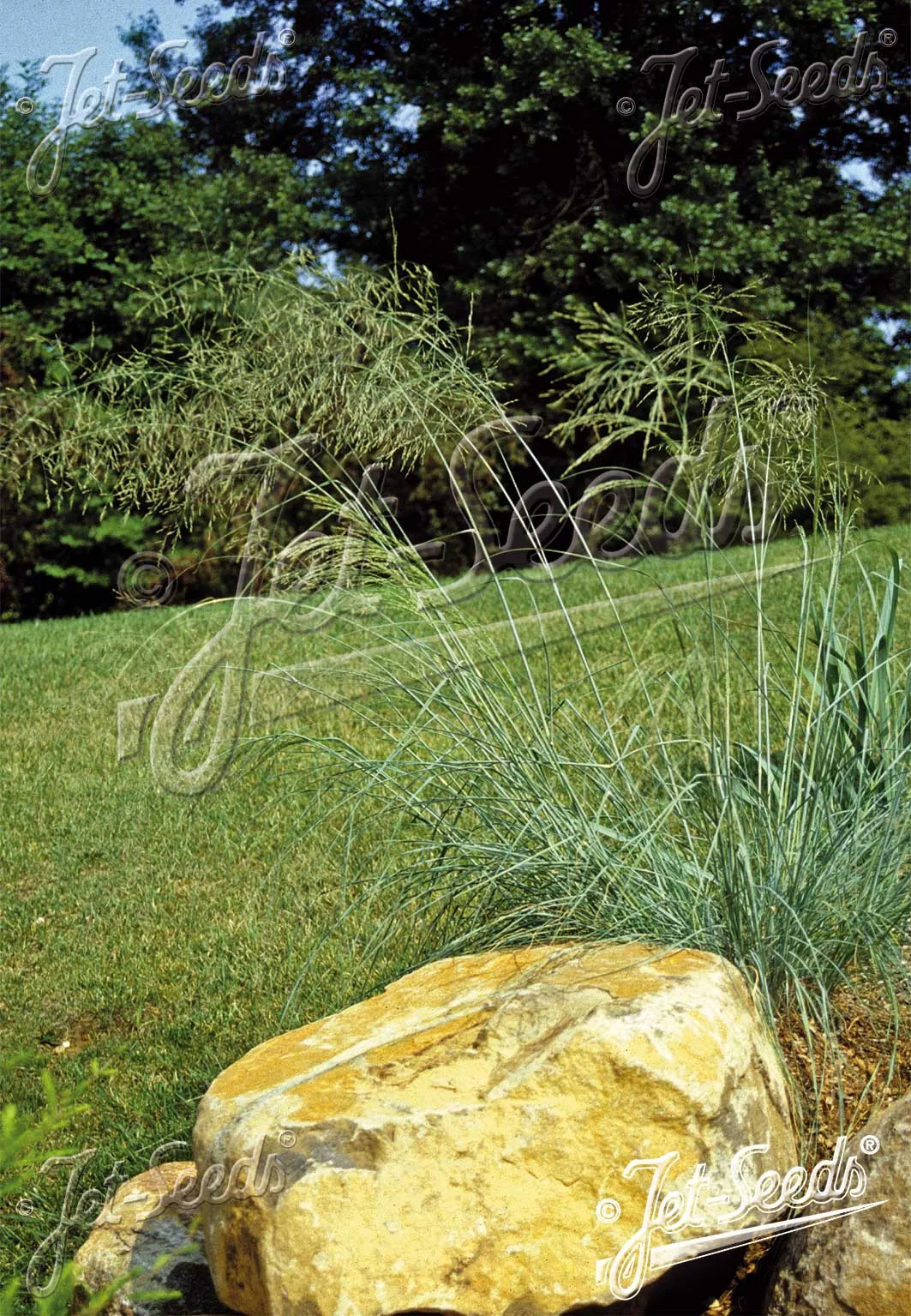 Eragrostis elliottii | love grass