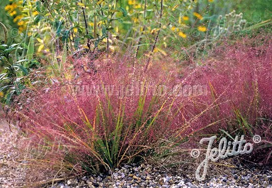 Eragrostis spectabilis | purple love grass