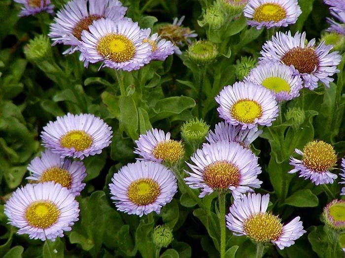 Erigeron glaucus | seaside daisy