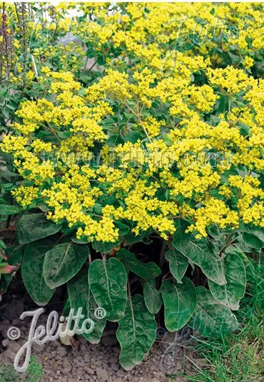 Eriogonum allenii | shale barren buckwheat