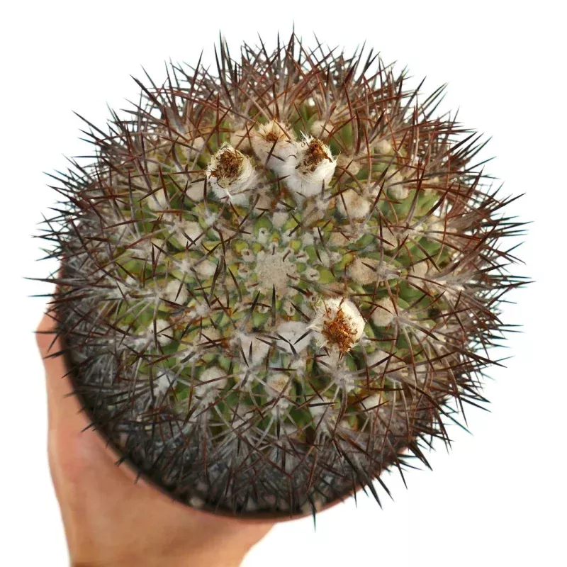 Eriosyce ceratistes combarbalensis 17QX