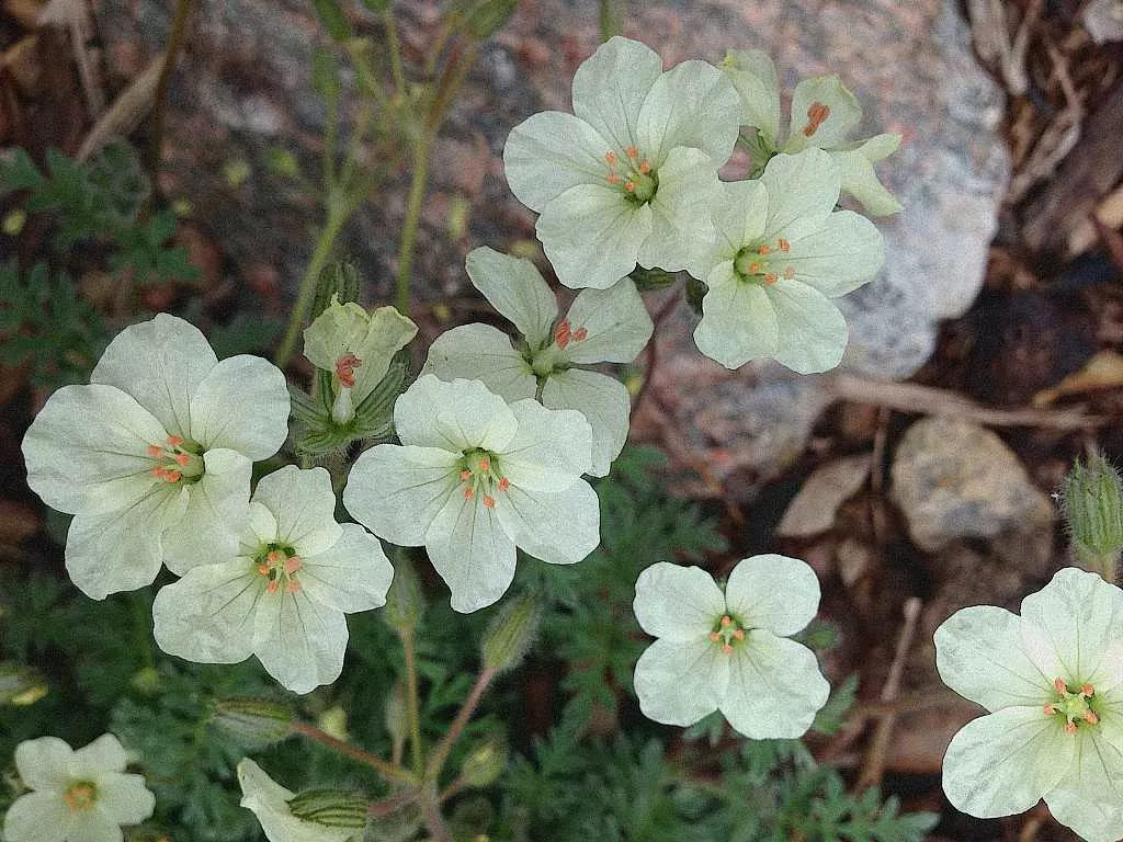 Erodium chrysanthum – Alpine Geranium, Heronsbill