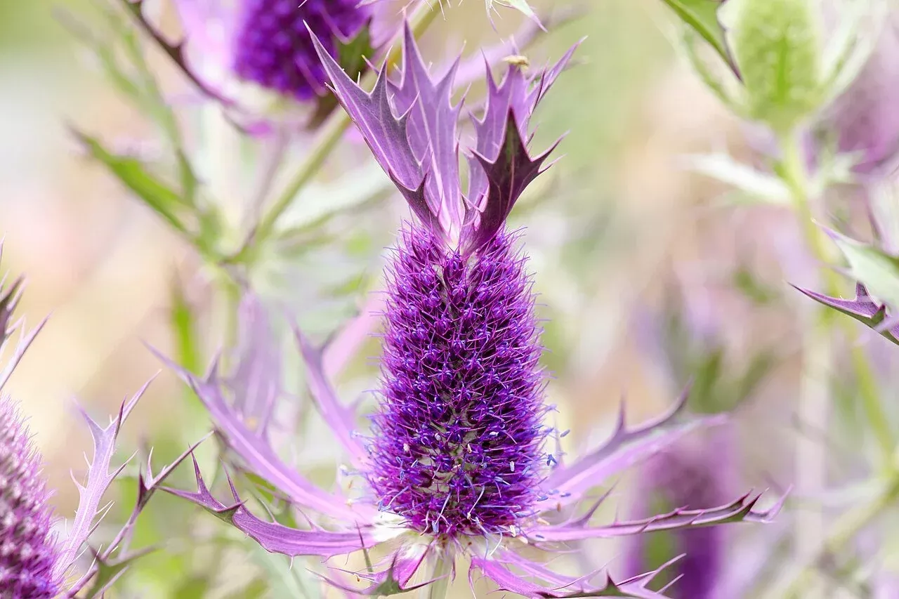 Eryngium leavenworthii | false purple thistle