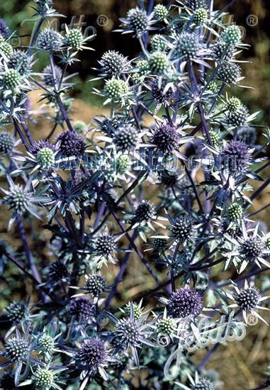 Eryngium planum ‘Blaukappe’ | sea holly