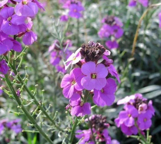 Erysimum ‘Bowles’ Mauve’ – Alpine Wallflower