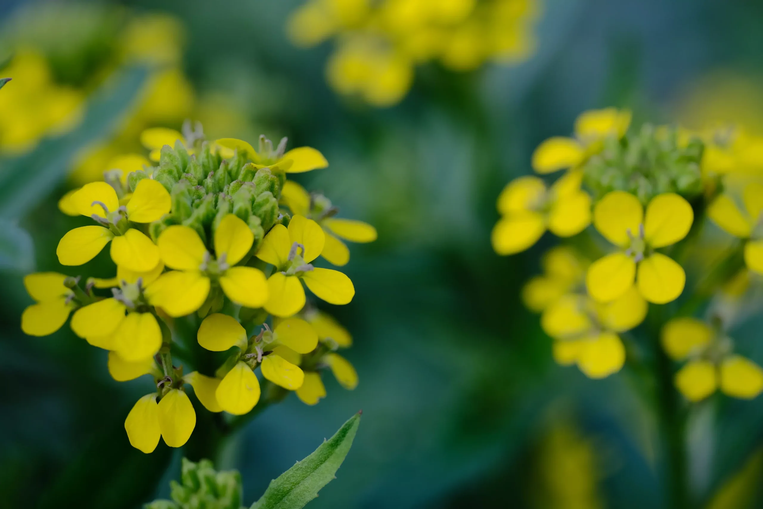 Erysimum hungaricum | wallflower