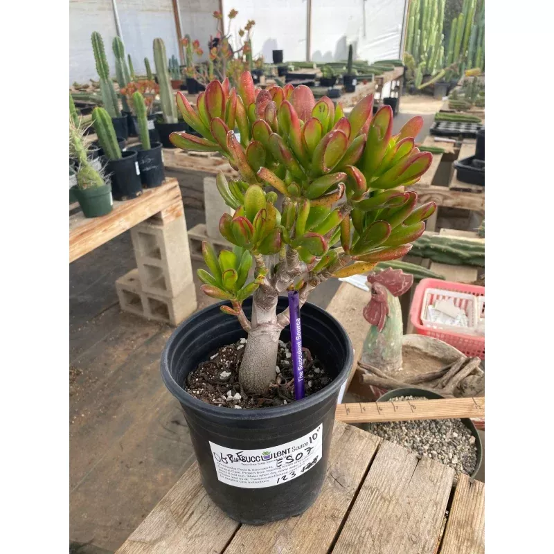 #ES07 EXACT Crassula Ogre Ears Bonsai Succulent 10″