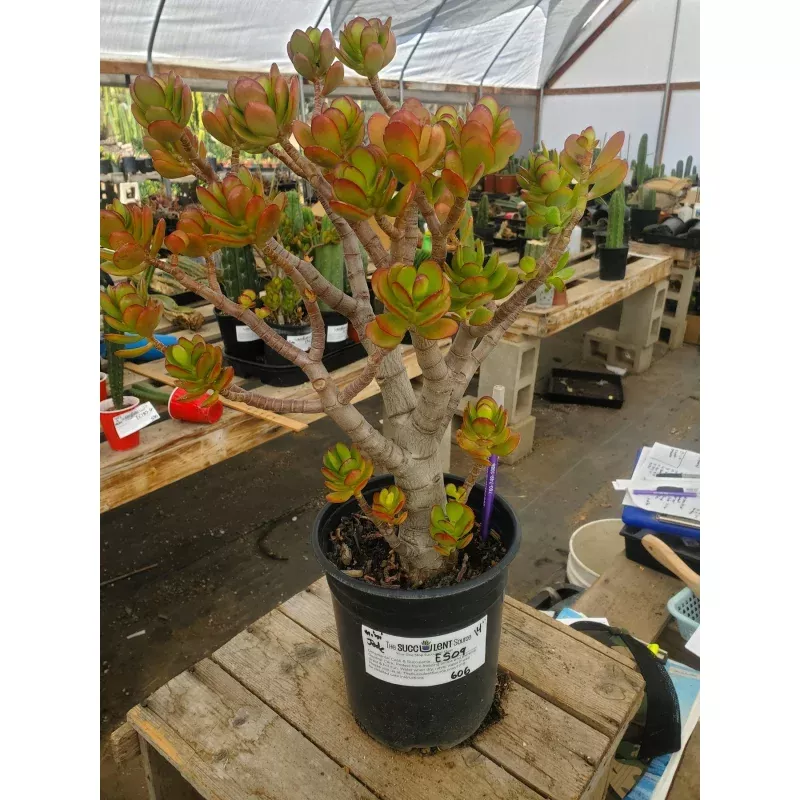 #ES09 EXACT Crassula Mini Jade Bonsai Succulent 14