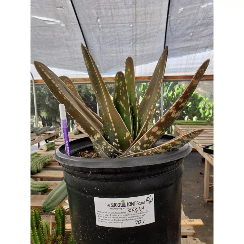 #ES34 EXACT Gasteria Clump