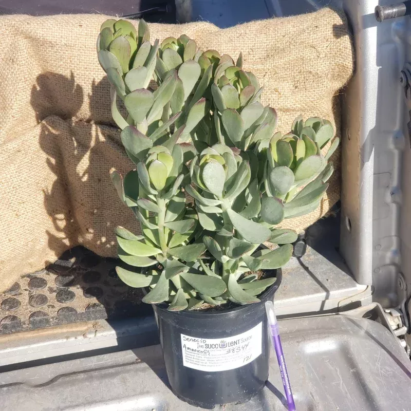 #ES44 EXACT Senecio Amaniensis Potted in a 1 gallon container