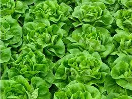 Espirando F1 Butterhead Lettuce, pelleted seed