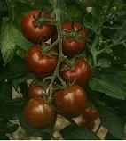 Espresso F1 Specialty Tomato