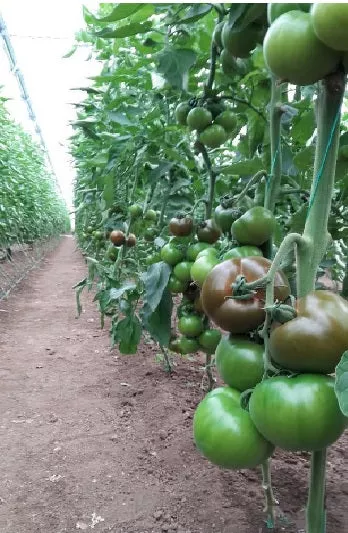 EtoF1 Truss Tomato