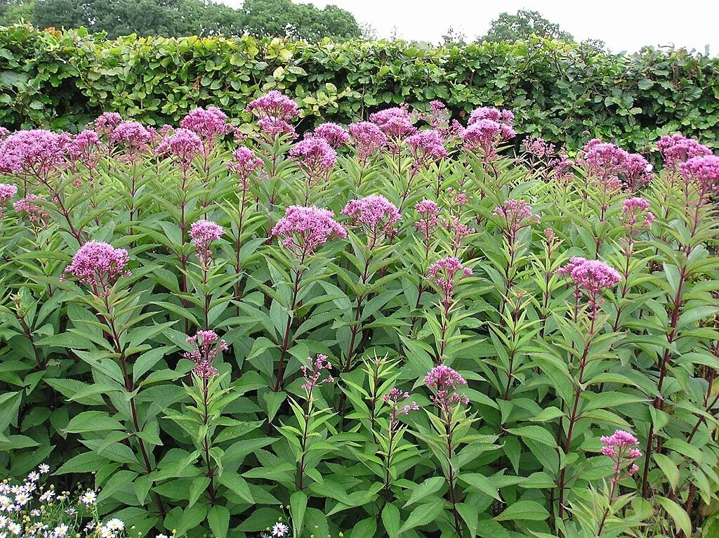 Eupatorium purpureum | Purple Joe-Pye weed