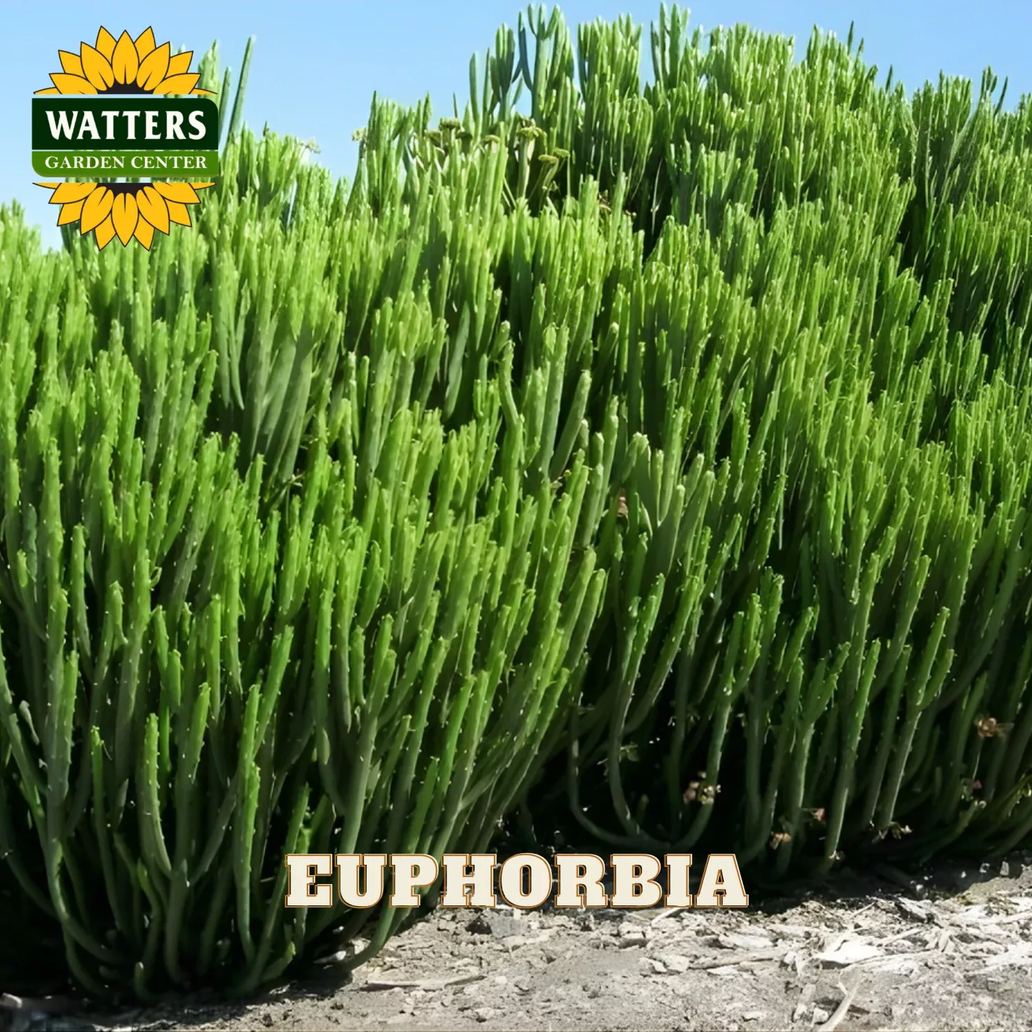 EUPHORBIA 6in