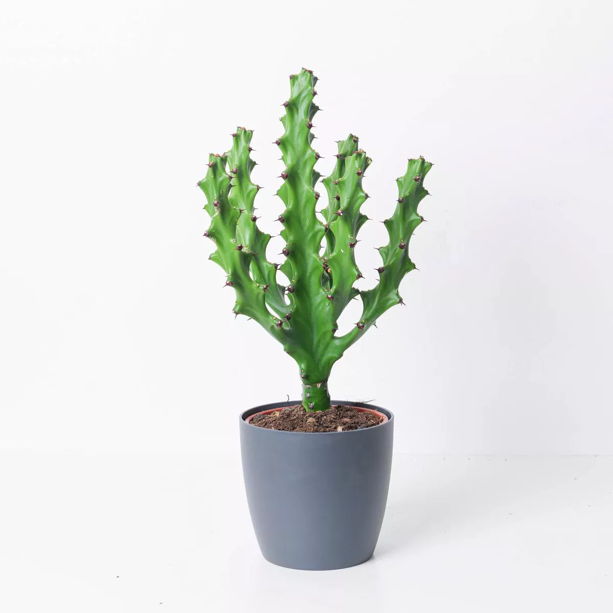 Euphorbia 8217maurentania8217