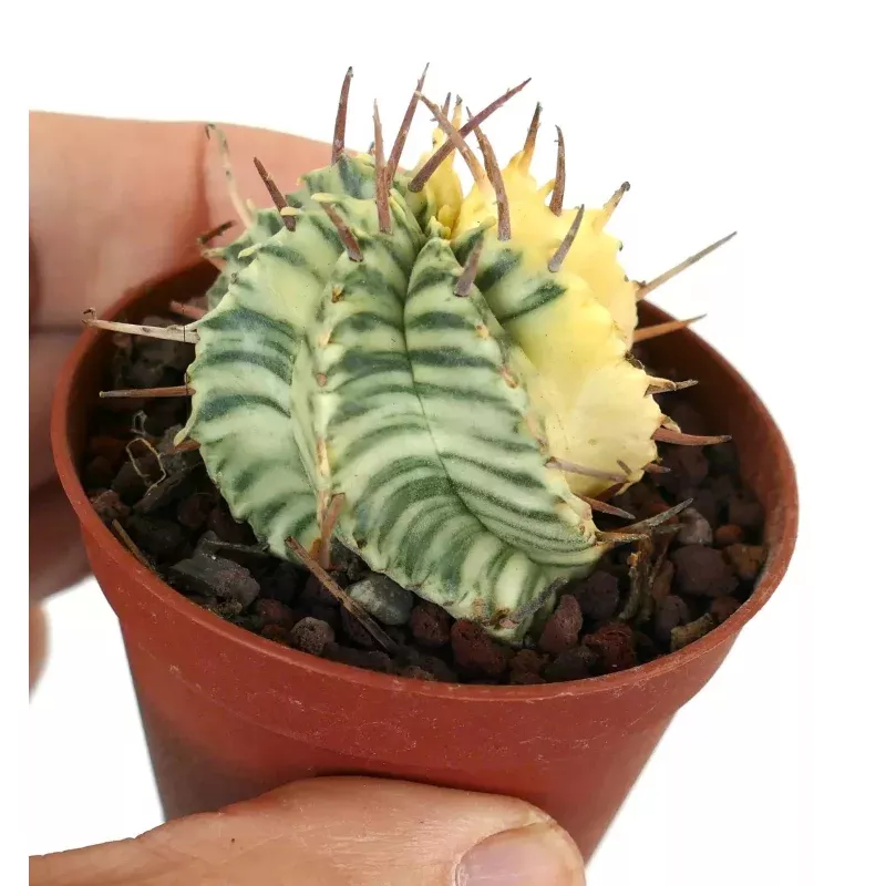 Euphorbia melophormis VARIEGATED 3-5cm
