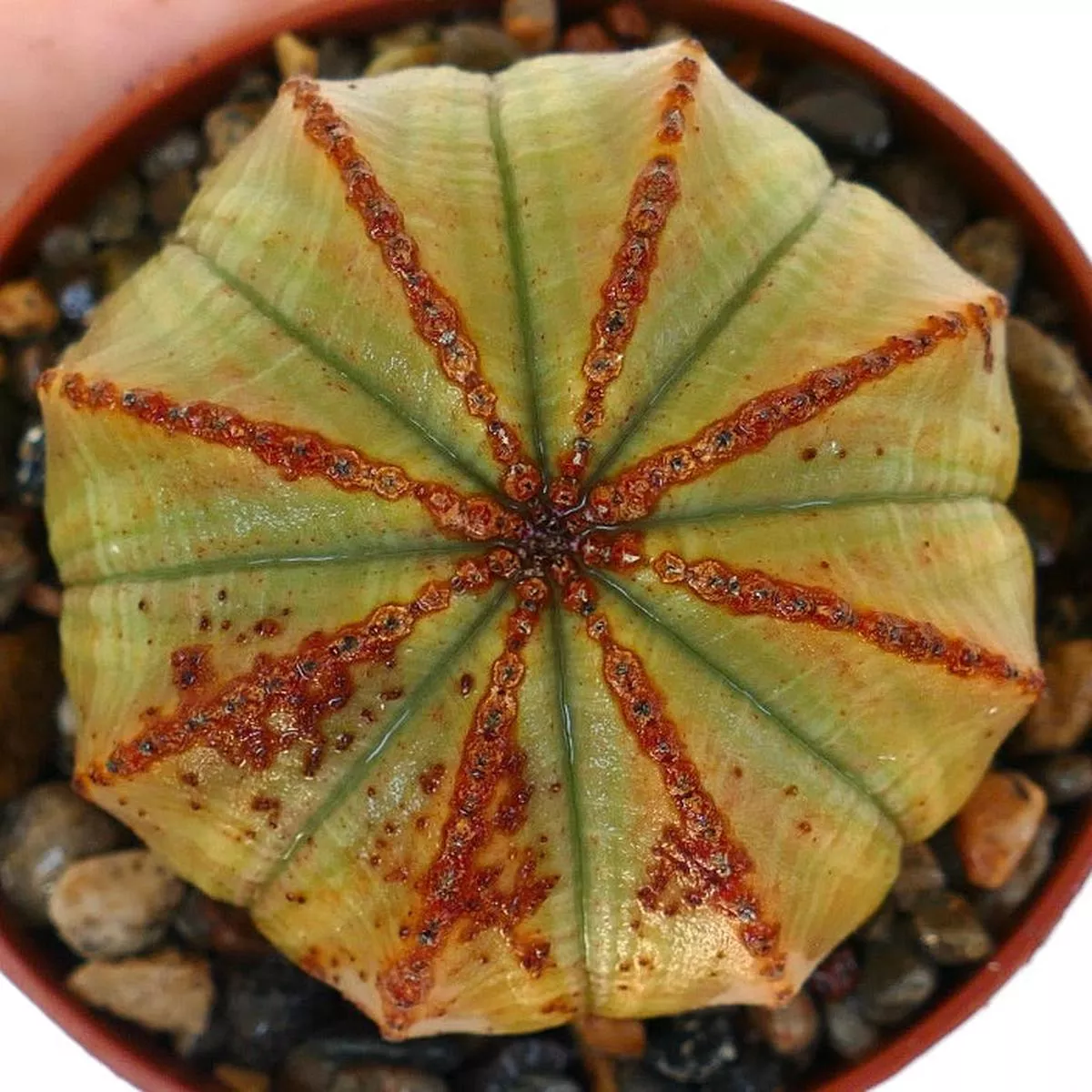 Euphorbia obesa ASYMMETRICAL MARKINGS
