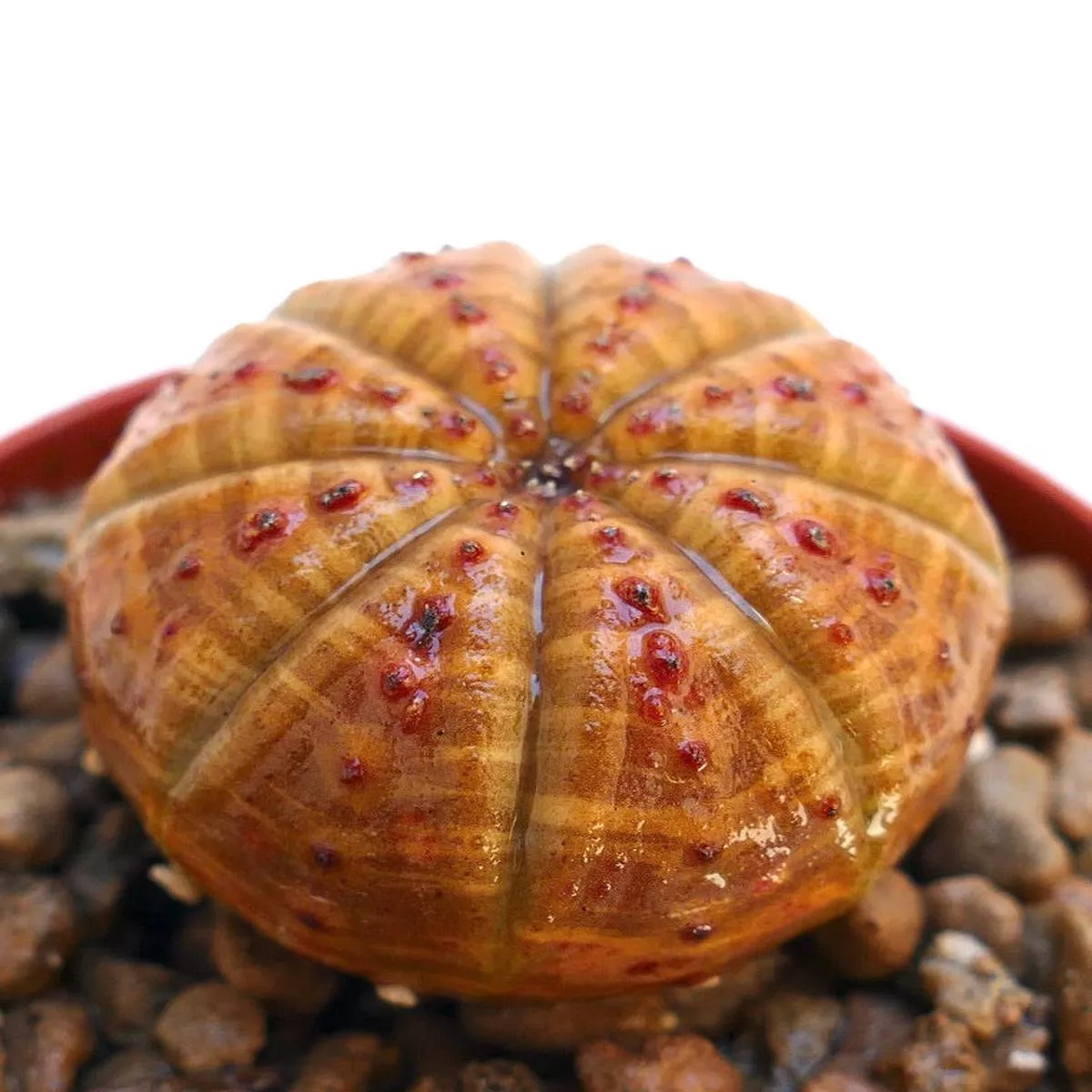 Euphorbia obesa BALL FORM