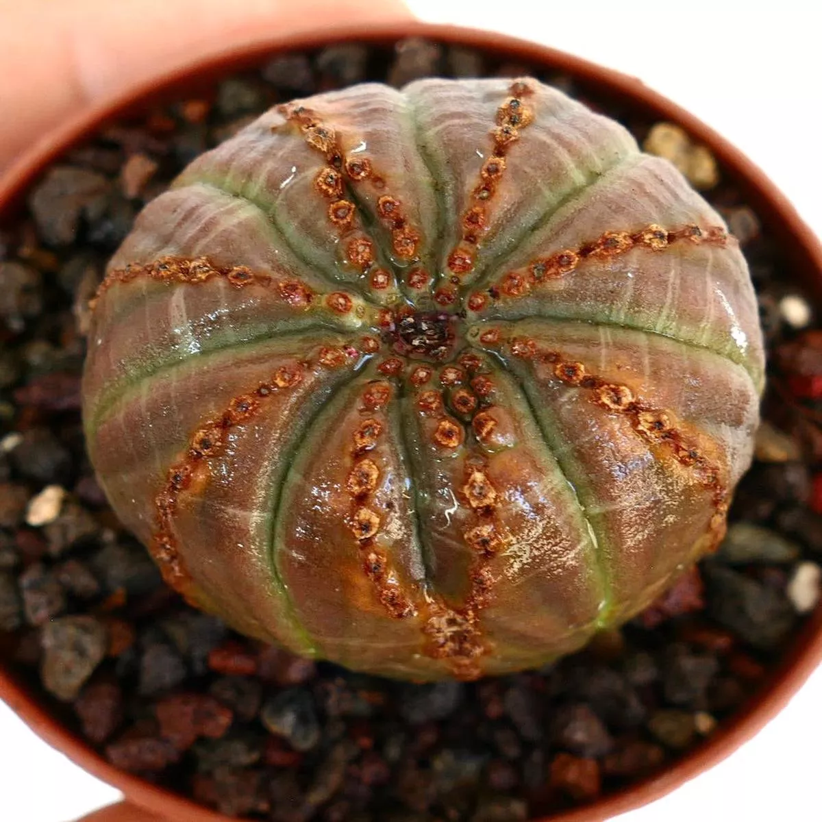 Euphorbia obesa MULTIRIBS selected colour