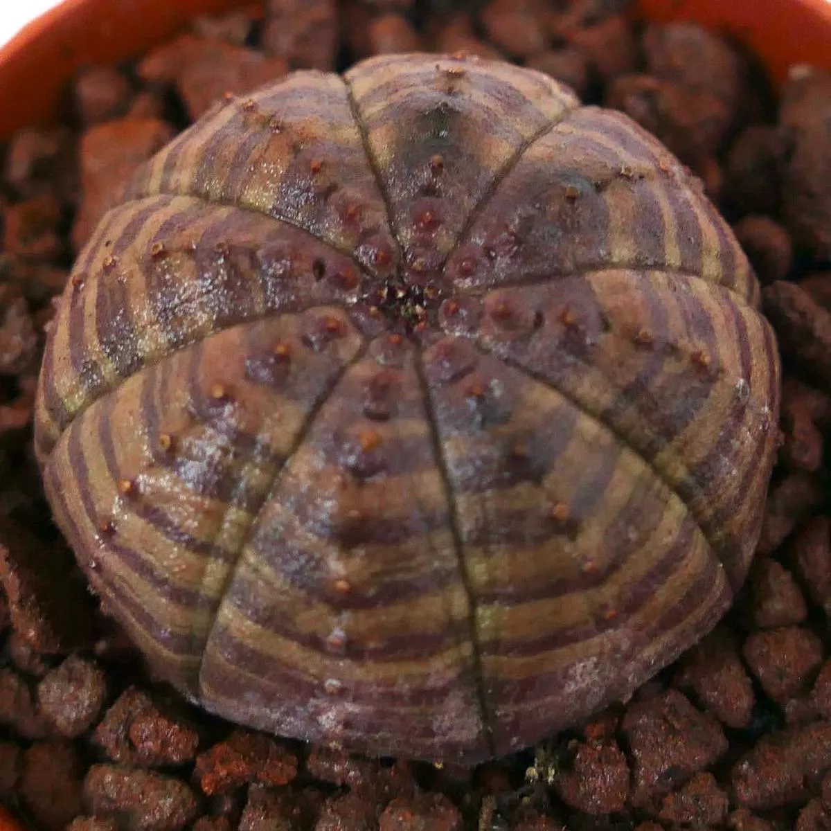 Euphorbia obesa PINKISH BROWN STRIATA