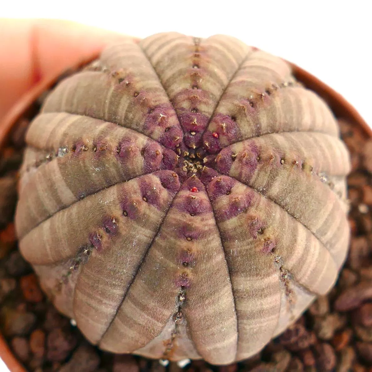 Euphorbia obesa SELECTED COLORS