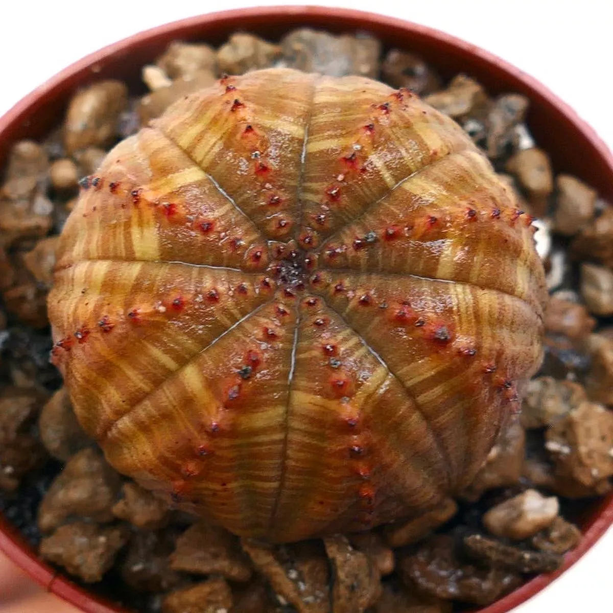 Euphorbia obesa SELECTED STRIATA